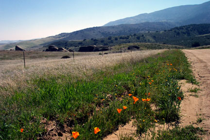 poppies