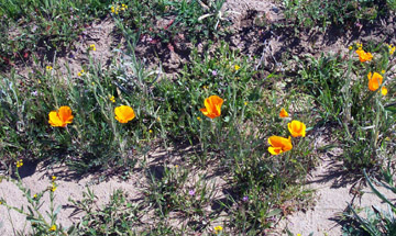 poppies2